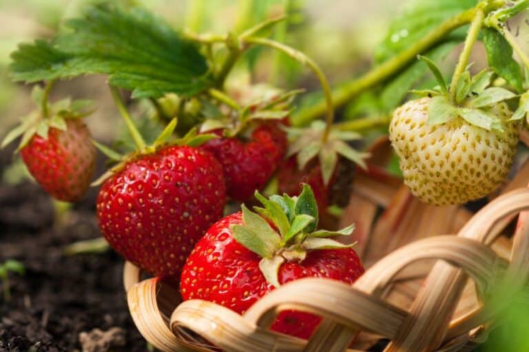 Fraisiers : pourquoi ce geste à faire en août est crucial pour récolter de belles fraises sucrées l’an prochain