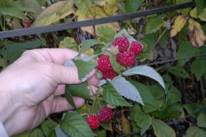 Main tenant des framboises sur arbuste