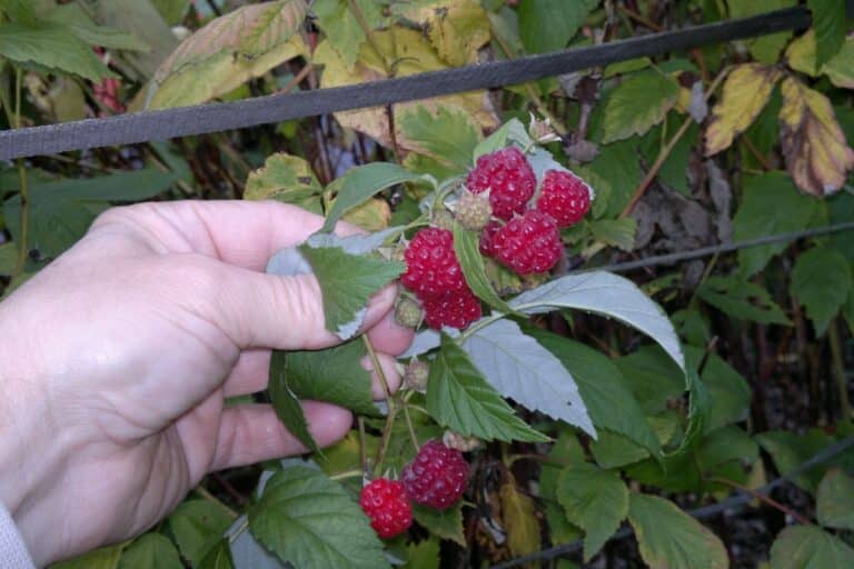 Main tenant des framboises sur arbuste