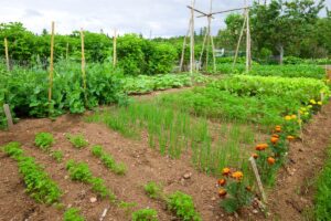 Potager avec légumes et fleurs en rangées.