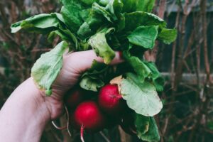 Les maraîchers en raffolent : ce légume à semer fin juillet offre des récoltes énormes sans entretien