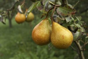 Cette greffe méconnue appliquée en août sur un poirier a donné 4 variétés de fruits sur une seule branche