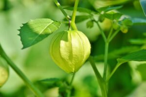 Physalis vert sur plant ensoleillé