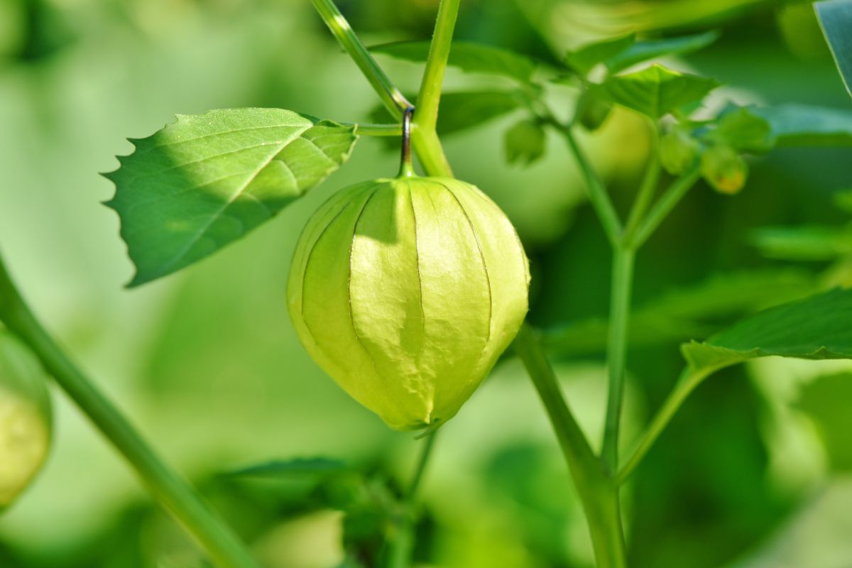 Physalis vert sur plant ensoleillé