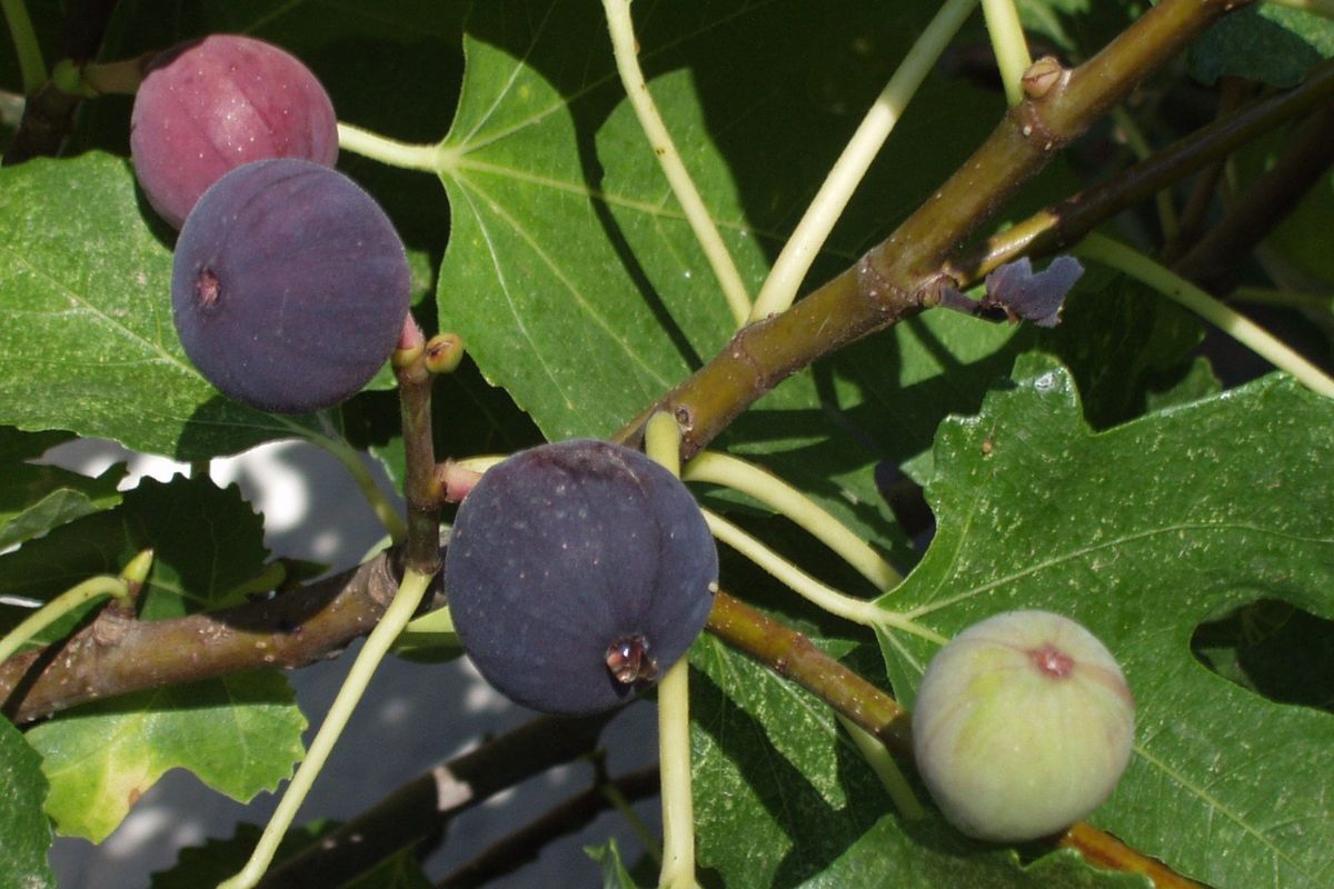 récolter des figues plus grosses et savoureuses