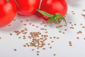 Tomates et graines sur fond blanc.