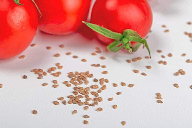 Tomates et graines sur fond blanc.