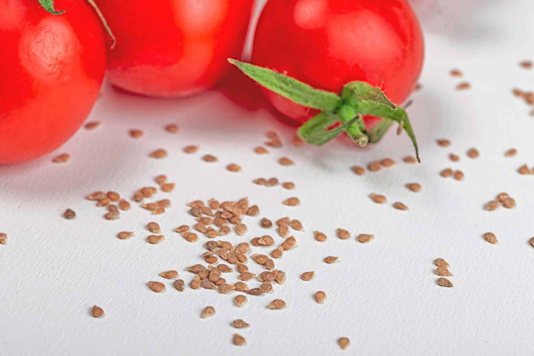 Tomates et graines sur fond blanc.