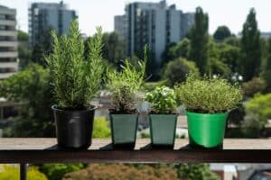 Plantes aromatiques en pots sur balcon urbain.
