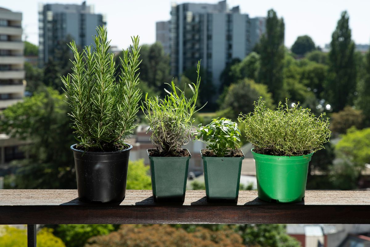 Plantes aromatiques en pots sur balcon urbain.