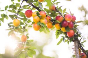 Ce fruit est de nouveau là, mais 80% des gens le récoltent mal : voici comment éviter de tout gâcher