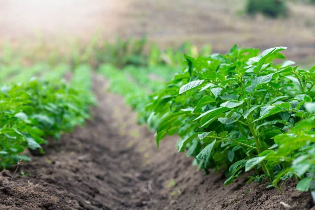Champs de pommes de terre en croissance.