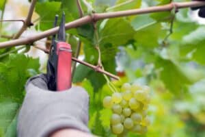 Taille de vigne avec sécateur, raisins visibles.