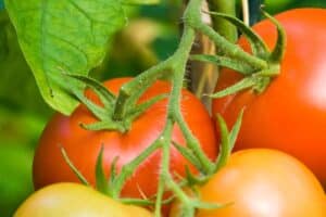 Tomates mûres sur la plante avec feuilles vertes.
