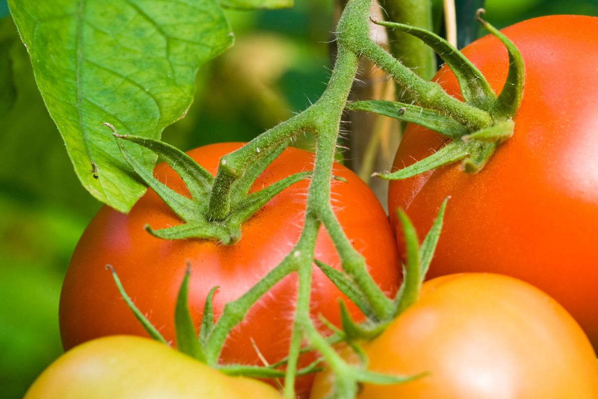 Tomates mûres sur la plante avec feuilles vertes.