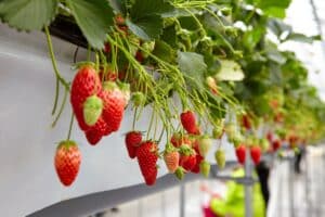 Fraisiers suspendus avec des fraises mûres et vertes.