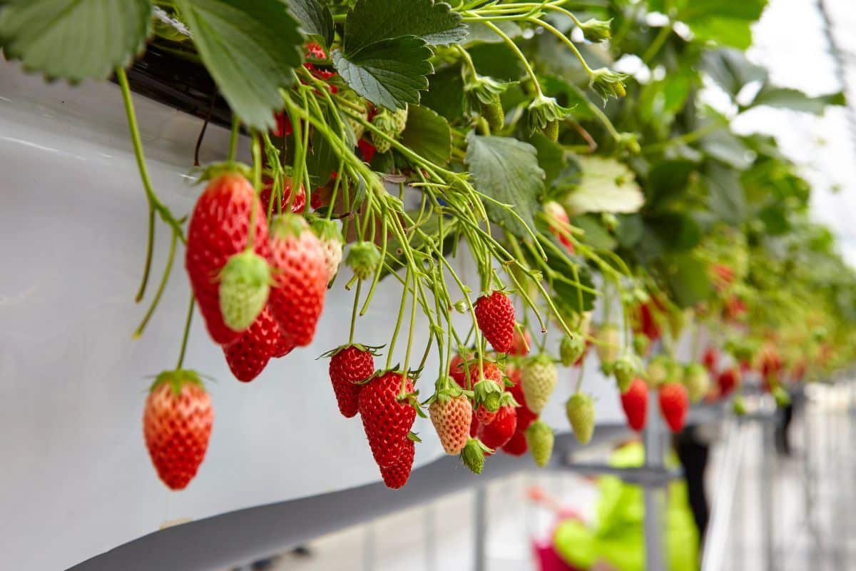 Fraisiers suspendus avec des fraises mûres et vertes.