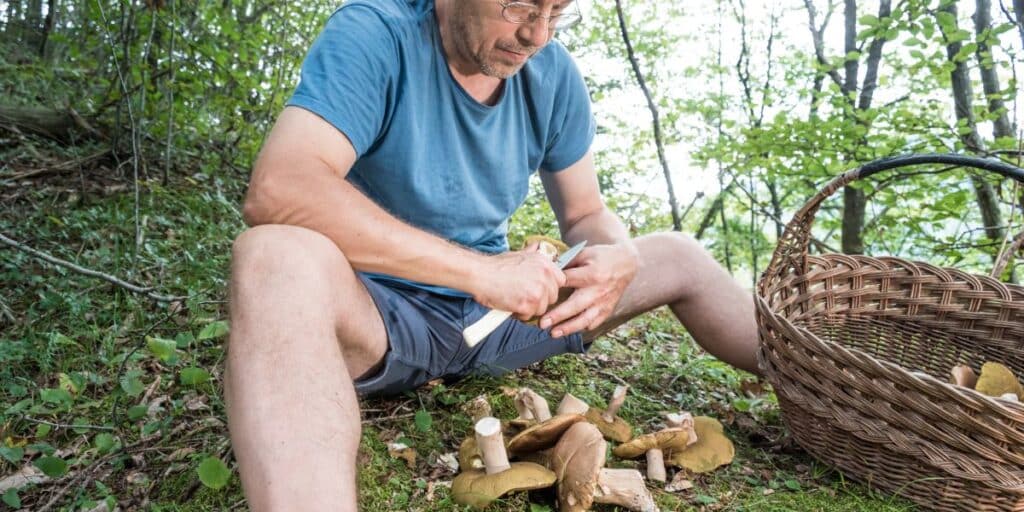 Grâce à ChatGPT, il trouve un coin à champignons et ramasse 8 kilos en une matinée