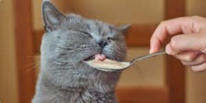 Chat gris léchant une cuillère.