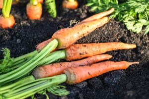 Carottes fraîches dans la terre du jardin.