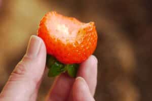 Fraise croquée tenue par des doigts.