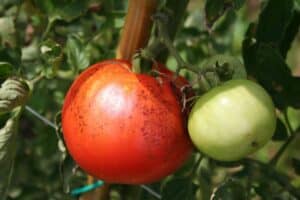 Deux tomates mûres sur pied, rouge et verte.