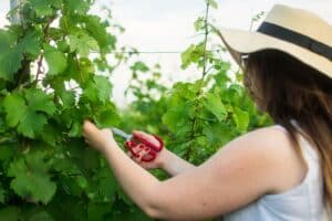 Personne taillant des vignes avec des ciseaux.