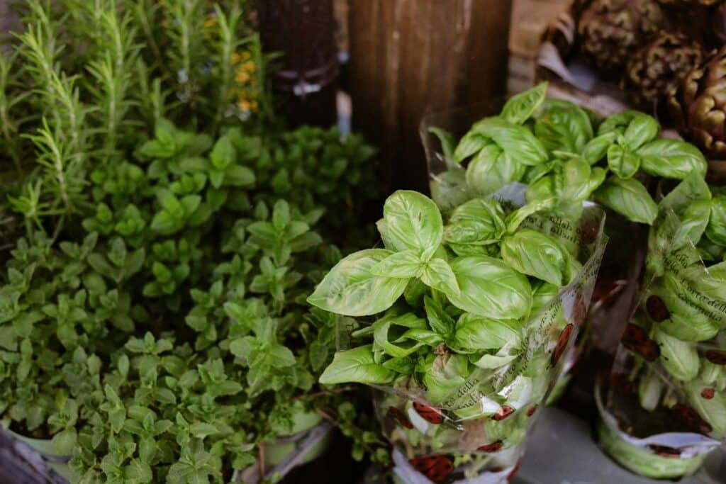 Plantes aromatiques en pots sur étal de marché.