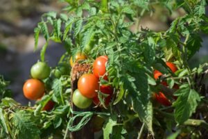 Tomates rouges et vertes sur la plante.
