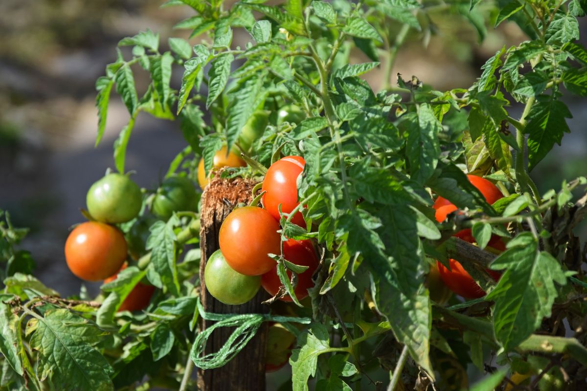 Tomates rouges et vertes sur la plante.