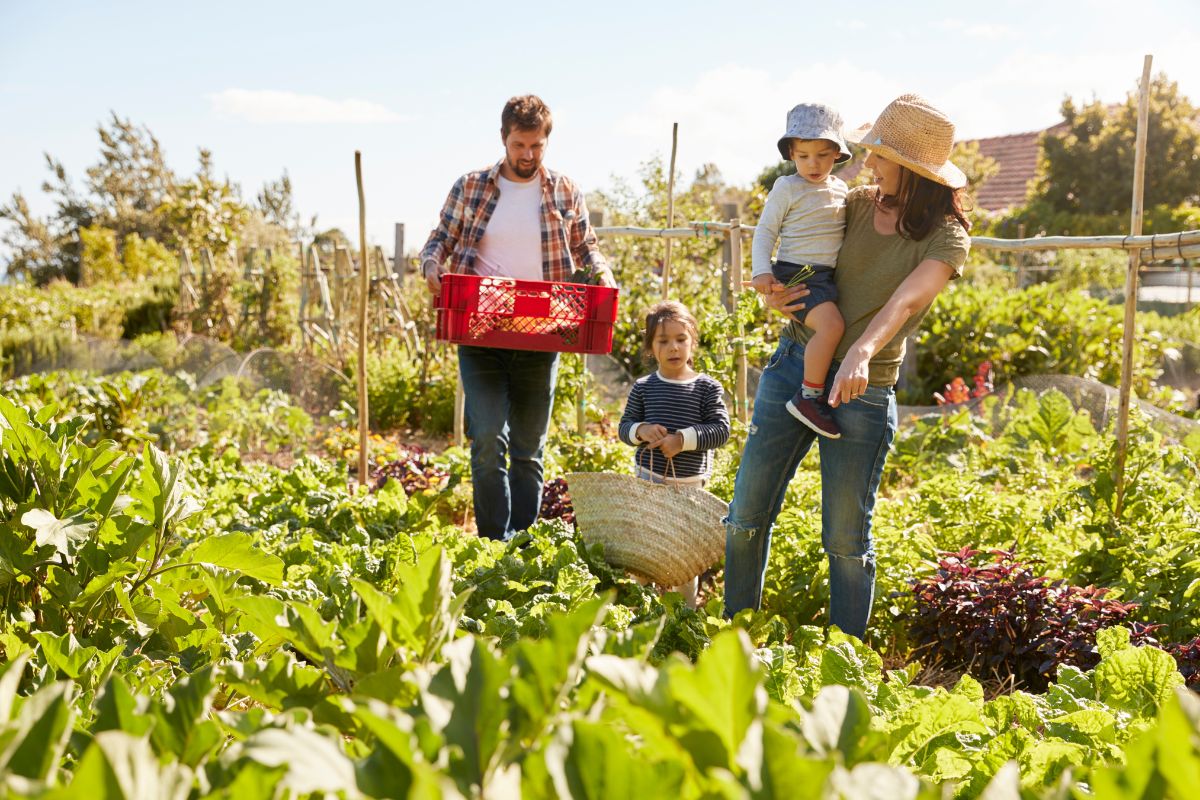 Famille récoltant des légumes dans un jardin.