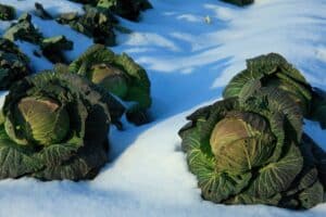 Choux verts poussant sous la neige.