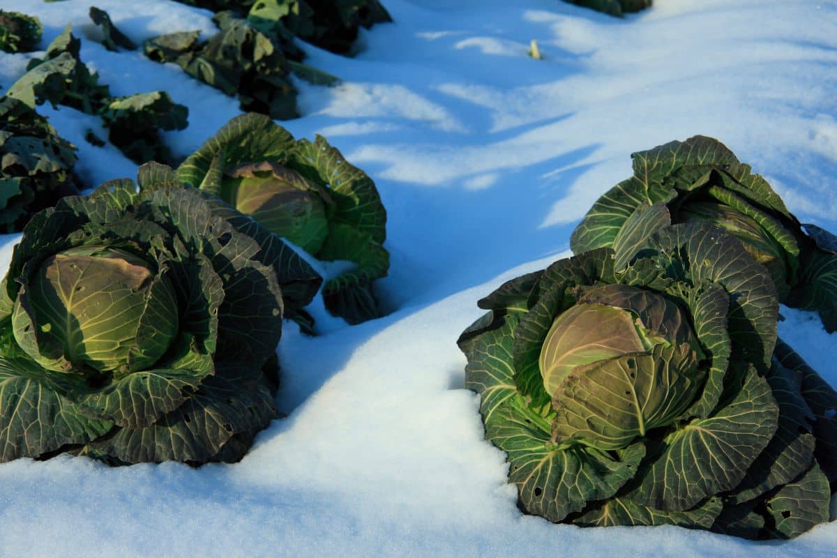 Choux verts poussant sous la neige.