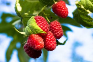 Framboises rouges mûres sur branche, fond bleu ciel.