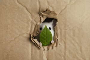 Rats et souris : cette simple feuille est l’astuce ultime pour s’en débarrasser définitivement.