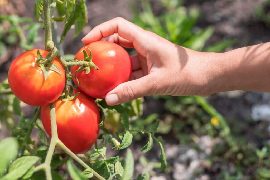 Je ne plante plus mes tomates sans appliquer ça en juillet, le rendement est
multiplié par deux