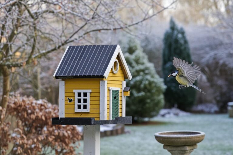 À partir de cette date, il faut absolument arrêter de nourrir les oiseaux en hiver