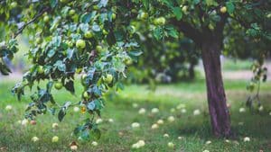 arbre fruit